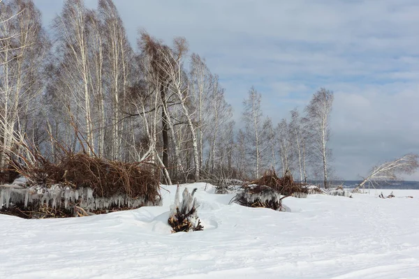 Snowy island Tan Van in winter , Ob reservoir, Novosibirsk, Russia