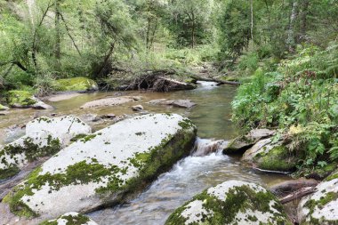 Belokurikha Nehri, Rusya 'nın Altai Bölgesi Belokurikha şehrinin tatil köyünde bir yaz günü