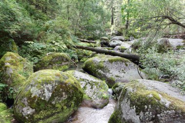 Belokurikha Nehri, Rusya 'nın Altai Bölgesi Belokurikha şehrinin tatil köyünde bir yaz günü