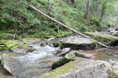 Belokurikha Nehri, Rusya 'nın Altai Bölgesi Belokurikha şehrinin tatil köyünde bir yaz günü