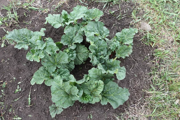 Rhubarb Yaprakları Baharda Bahçede — Stok fotoğraf