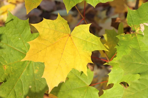 Feuille d'érable — Photo