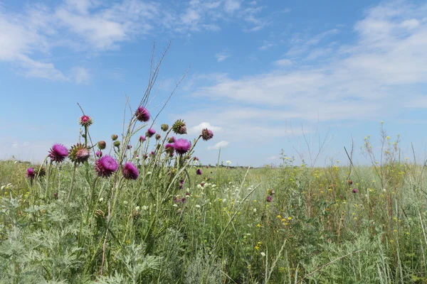 The blossoming thistle — Stock Photo, Image