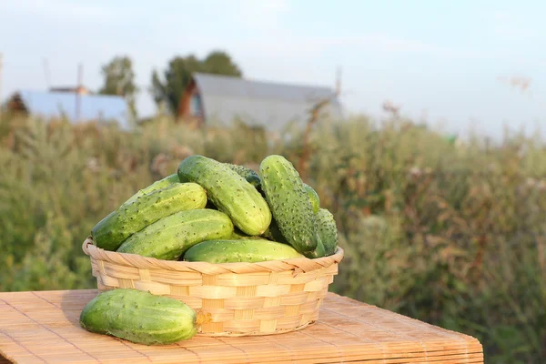 Gurken — Stockfoto