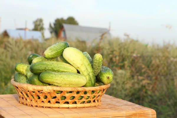 Gurken — Stockfoto