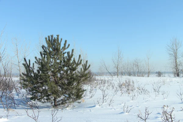 Baum auf Schnee — Stockfoto