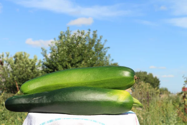 Knochenmark-Kürbis — Stockfoto