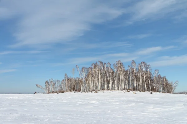 Trees on the snow-covered island — Stock Photo, Image