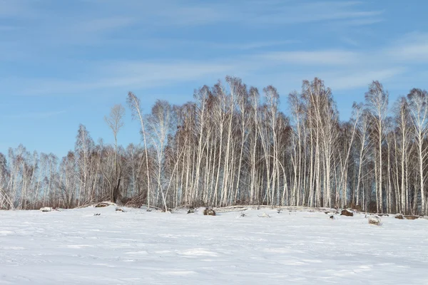 Arbres sur l'île enneigée — Photo