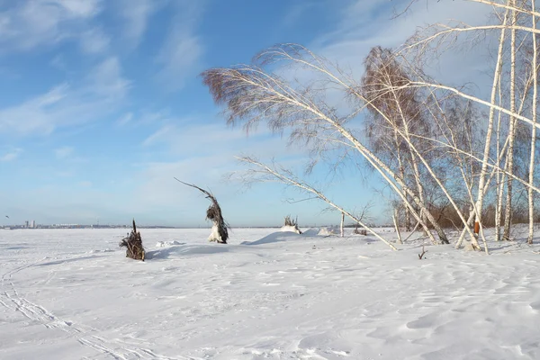 Arbres sur l'île enneigée — Photo