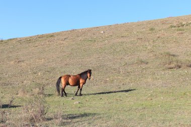 At bir dağ yamacında