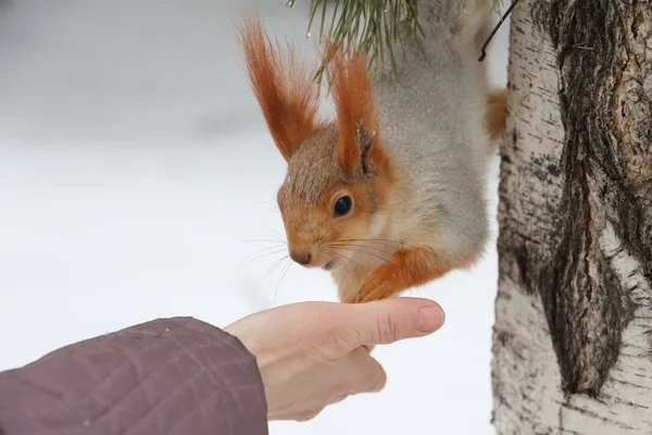 Squirrel — Stock Photo, Image