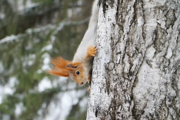 Squirrel — Stock Photo, Image