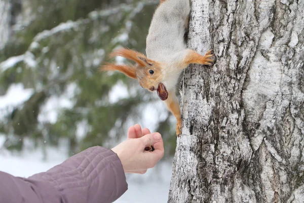 Squirrel — Stock Photo, Image