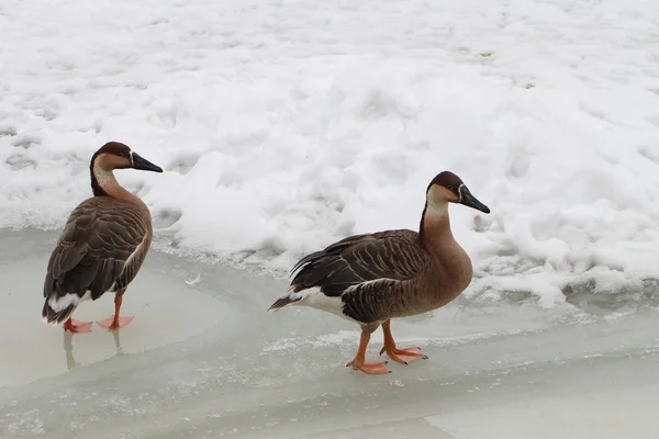 Canard sur glace au printemps — Photo