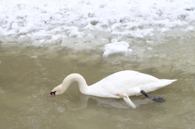 Gölde ilkbaharda Kuğu