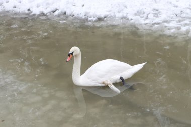 Gölde ilkbaharda Kuğu