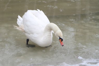Gölde ilkbaharda Kuğu