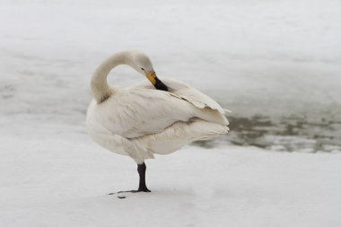 Gölde ilkbaharda Kuğu