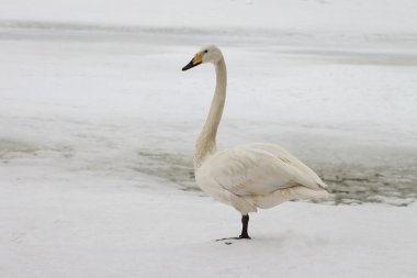 Gölde ilkbaharda Kuğu
