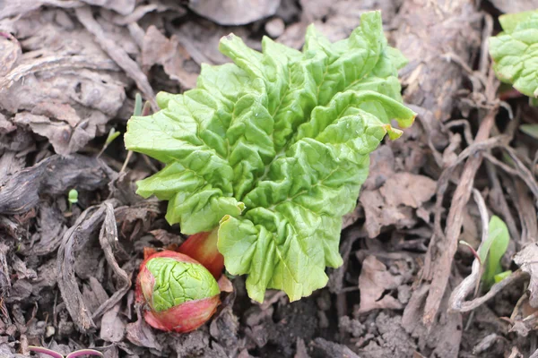 Spira av en rabarber med ett blad — Stockfoto