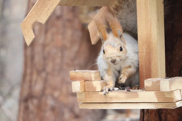 Eichhörnchen in der Krippe — Stockfoto