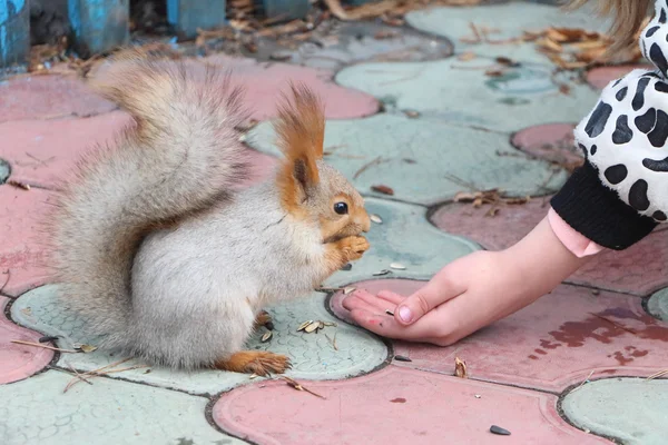 The squirrel gnawing sunflower seeds — Stock Photo, Image