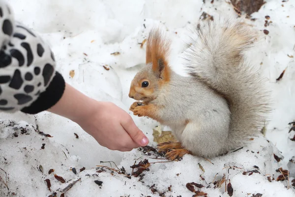 The squirrel gnawing sunflower seeds — Stock Photo, Image