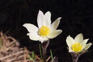 Çiçek pasqueflower