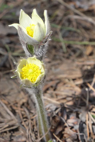 Flower pasqueflower — Stock Photo, Image