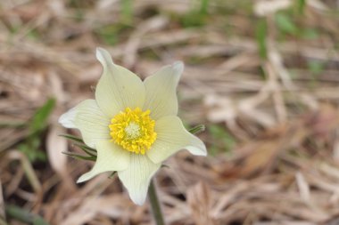Çiçek pasqueflower