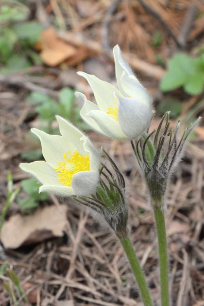 Flower pasqueflower — Stock Photo, Image