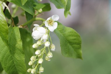 Kuş kiraz ağacı çiçek bahar