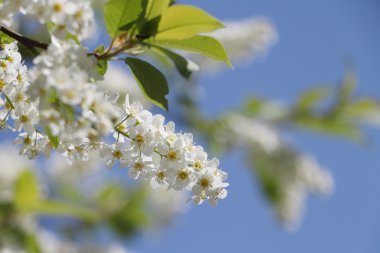 Kuş kiraz ağacı çiçek bahar