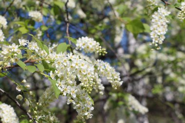 Kuş kiraz ağacı çiçek bahar