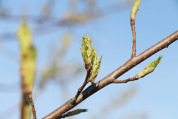 Fågel cherry tree knoppar — Stockfoto