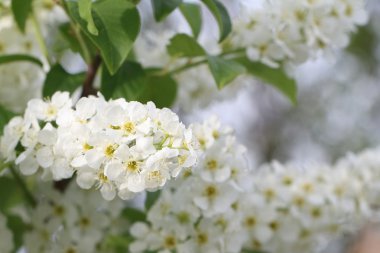 Kuş kiraz ağacı çiçek bahar