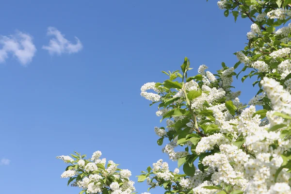 Kuş kiraz ağacı çiçek bahar Stok Resim
