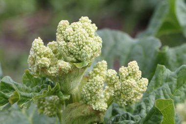 Çiçek açması ravent önümüzdeki