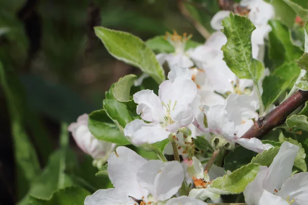 De bloeiende appelboom takken — Stockfoto