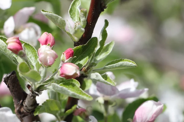 Os ramos de macieira florescentes — Fotografia de Stock