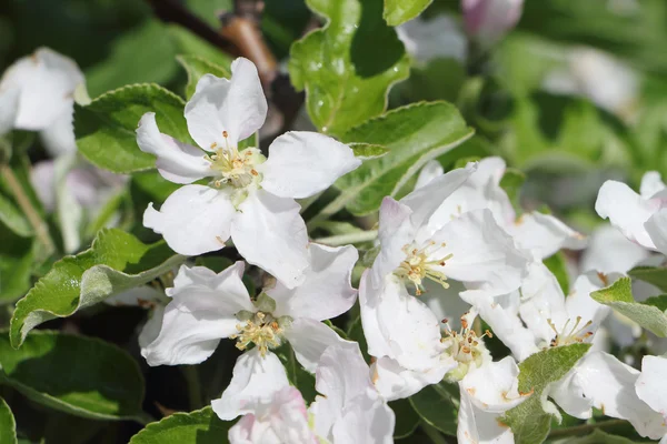 De bloeiende appelboom takken — Stockfoto