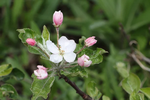 Las ramas florecientes del manzano — Foto de Stock