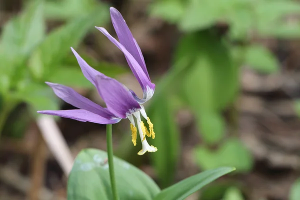 Lilac flower of lily family an siberian erythronium — Stock Photo, Image