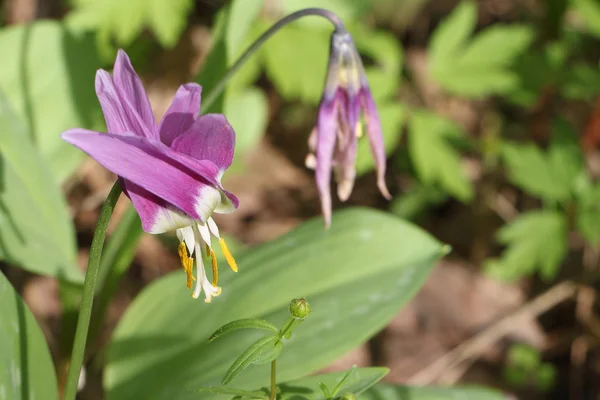 Бузкова квітка родини лілій сибірський еритроній — стокове фото