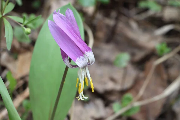 Бузкова квітка родини лілій сибірський еритроній — стокове фото