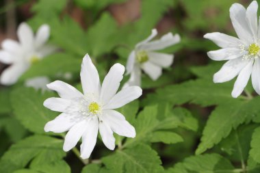 Çiçek açması ortak leylak bahar dalları