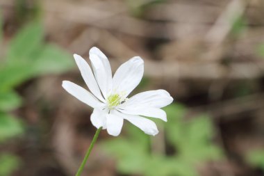 Çiçek açması ortak leylak bahar dalları