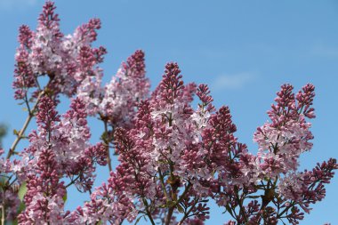 Branches of the blossoming common lilac in the spring clipart