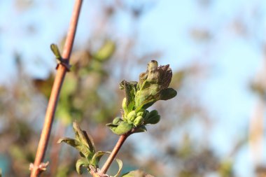Tomurcuk şişmesi ile Hanımeli şube